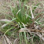 Eryngium horridum Habit