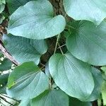 Dioscorea villosa Blad