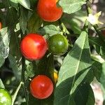 Solanum pseudocapsicumFruit