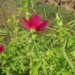 Hibiscus cannabinus L.Vekstform