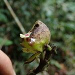 Polystachya galeata Flower