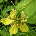 Nigella sativa ফুল