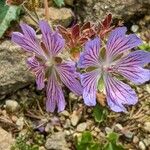 Geranium renardii Flower