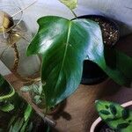 Philodendron panduriforme List