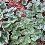 Cyclamen hederifolium Leaf