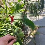 Canna indicaFruit