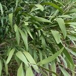 Acacia melanoxylon List