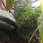 Sansevieria trifasciata পাতা