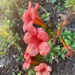 Campsis grandifloraFlower