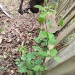 Clematis crispa Blatt