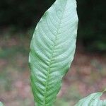 Quiina guianensis Foglia