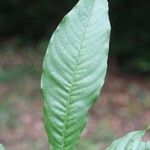 Quiina guianensis Leaf