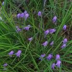 Campanula excisa Flor