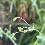 Sison amomum Çiçek