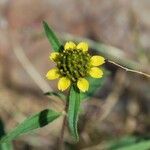 Sanvitalia abertii Flower