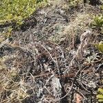 Dudleya pulverulenta Leaf