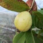 Psidium guajava Frucht