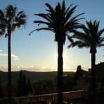 Phoenix canariensis Leaf