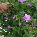 Cryptostegia madagascariensis Flower