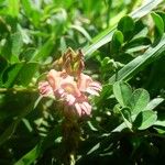 Indigofera spicata Квітка