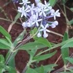 Pentanisia ouranogyne Floare