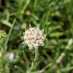 Lomelosia graminifolia Drugo