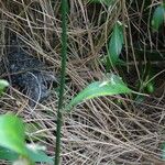 Ruscus hypophyllum Bark