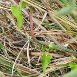 Cynanchum hastifolium Leaf