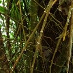 Freycinetia arborea Lubje