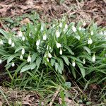 Galanthus plicatus Vekstform