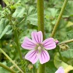 Malva multiflora Virág