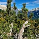 Pinus heldreichii Leaf