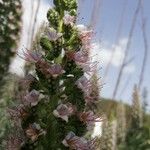 Echium virescensFlors