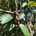 Guarea macrophylla Fruit