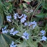 Cynoglossum amabile Λουλούδι