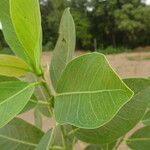 Ficus cordata Levél