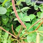 Senna occidentalis Плод