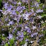 Campanula garganica Flor