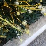 Codiaeum variegatum 花