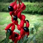 Cojoba arborea Fruit