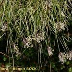 Oreochloa disticha Habit