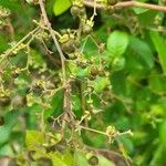 Tetracera scandens फल