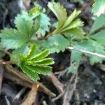 Potentilla reptans Blad