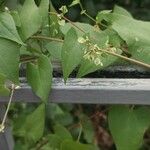 Fallopia dumetorum Fruchs