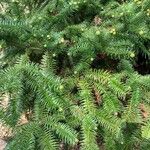 Cunninghamia lanceolata 葉