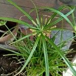 Cyperus alopecuroides Habit