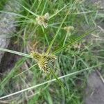 Cyperus aggregatus Plod