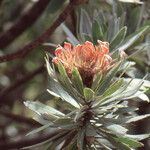 Protea roupelliae Flower