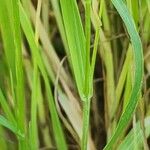 Bromus tectorum Кора