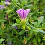 Calibrachoa parviflora ফুল